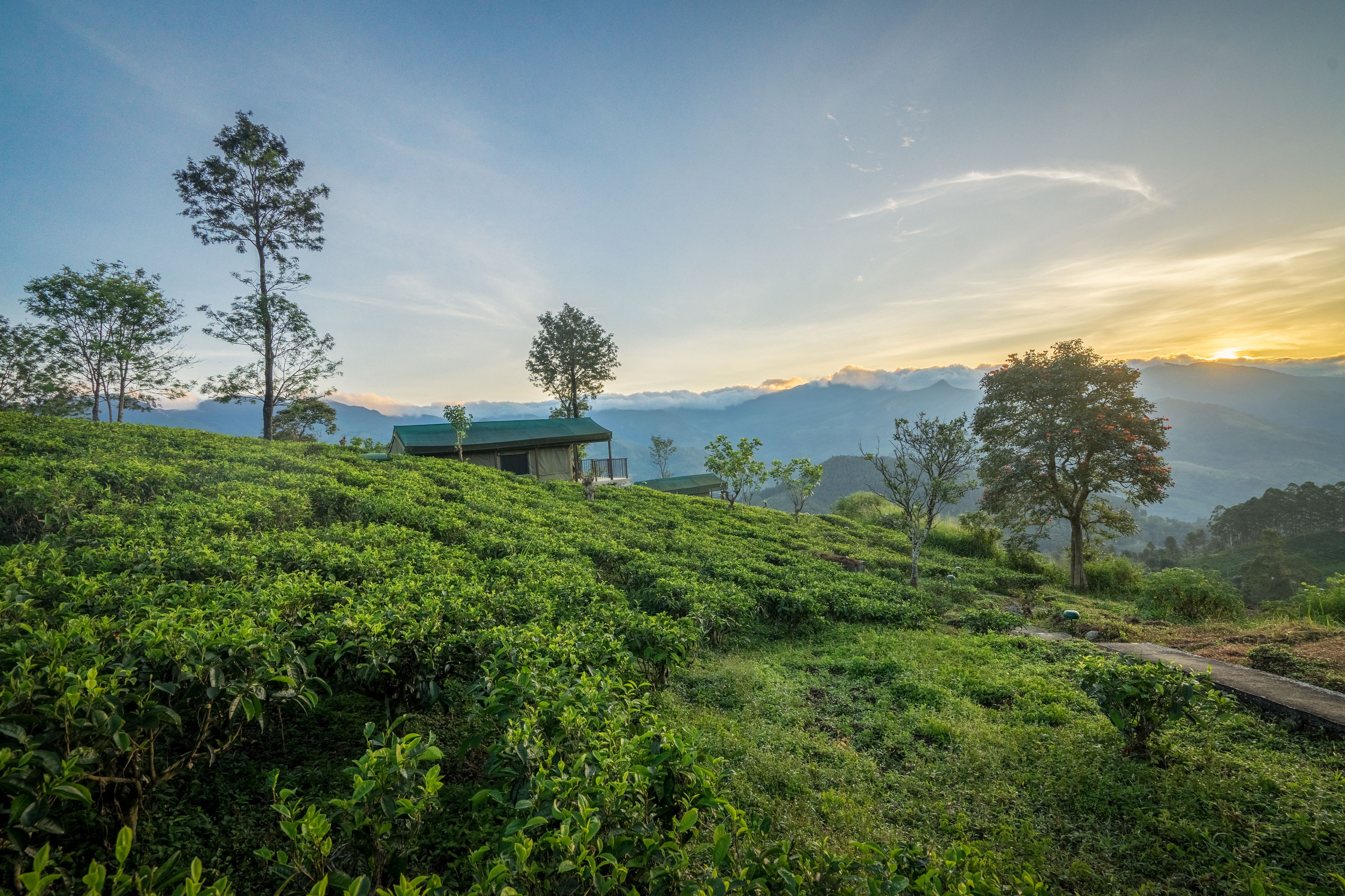 Una rigogliosa piantagione di tè verde con un piccolo edificio su una collina.