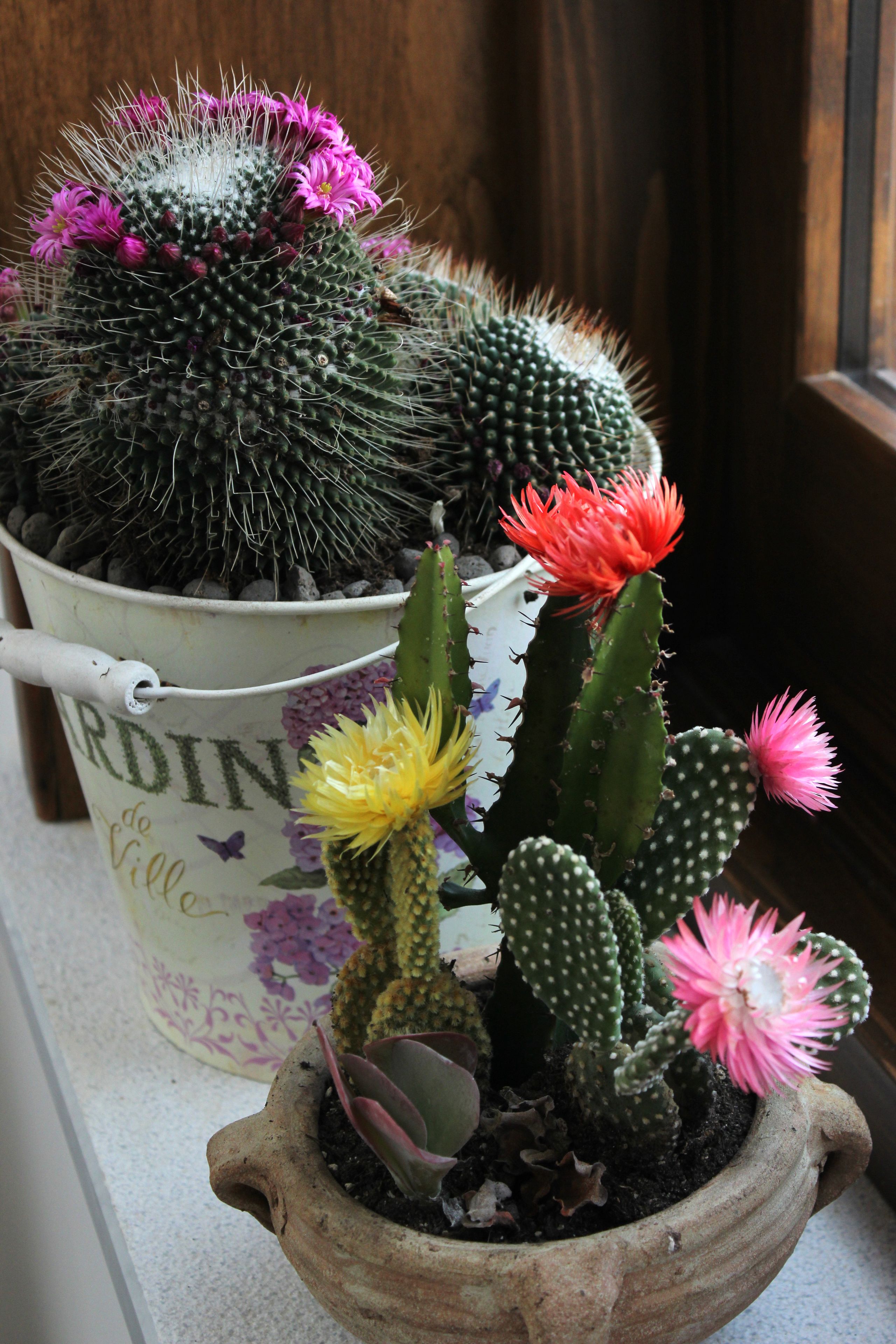 Un cactus en test amb flors i una testa decorativa.