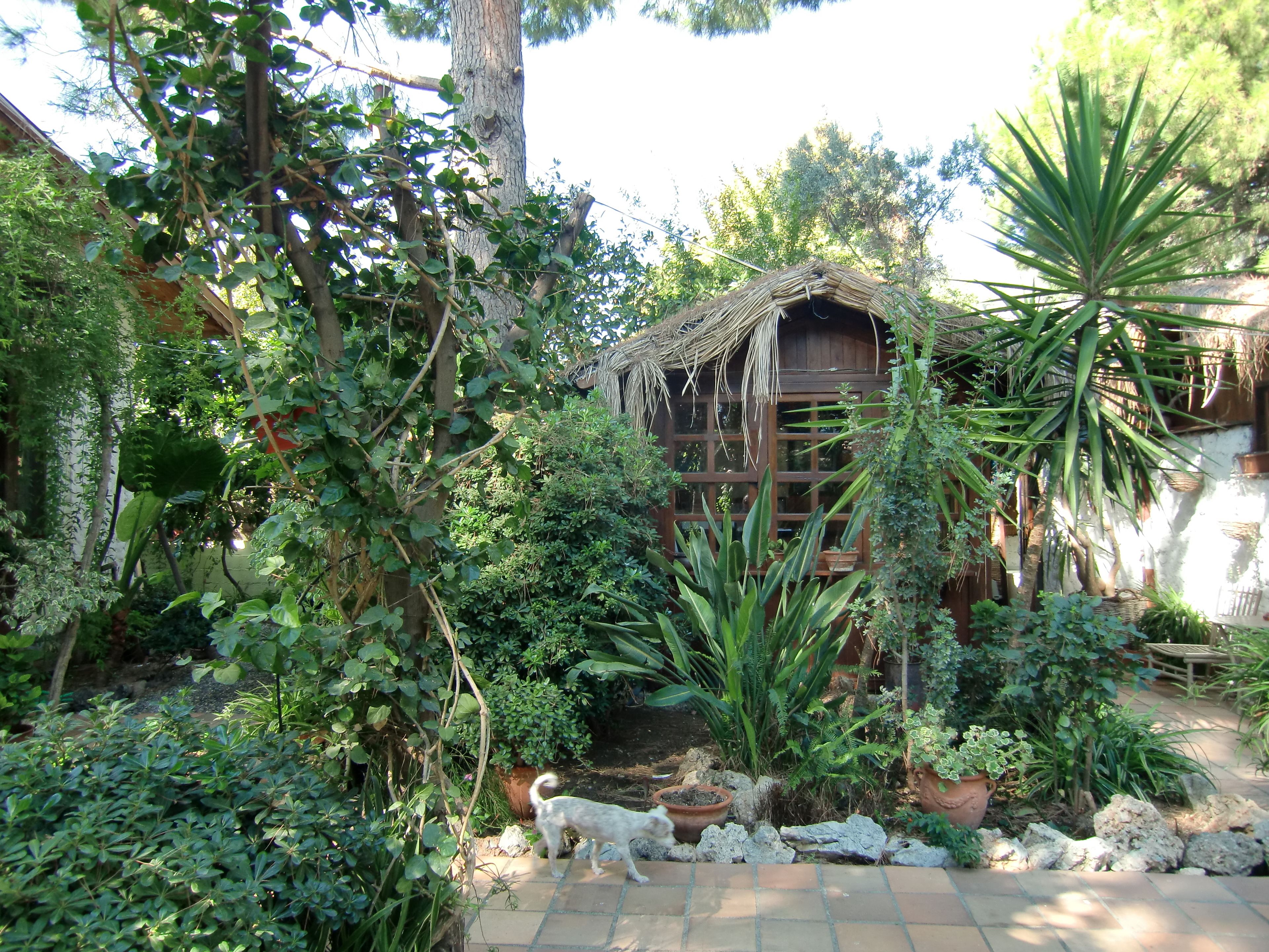 Un jardín con una estructura de madera, diversas plantas y un perro.