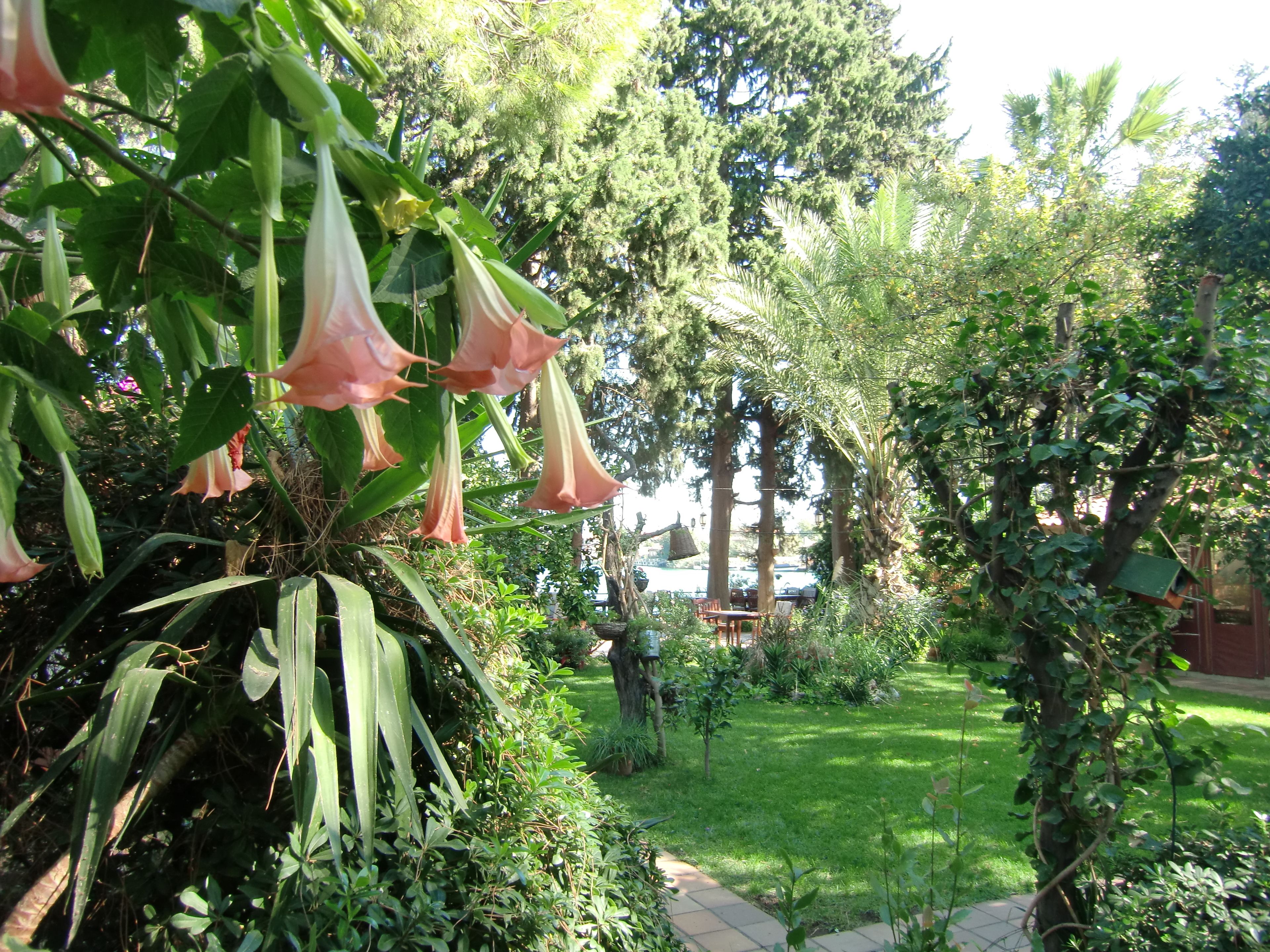 Un jardin avec un sentier, une végétation luxuriante et des fleurs suspendues.