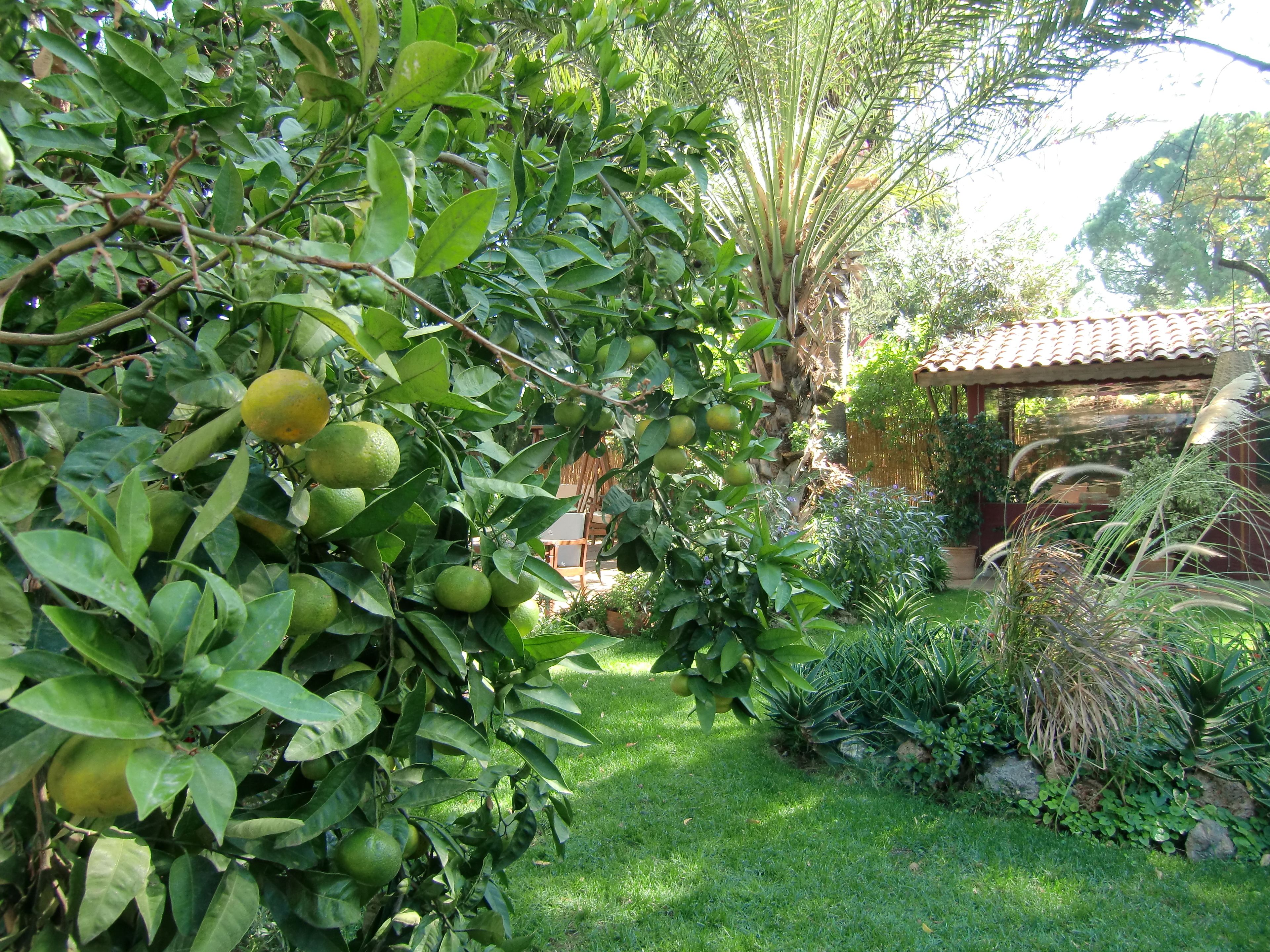 Un jardin luxuriant, avec une grande variété de plantes et une structure en forme de pergola.