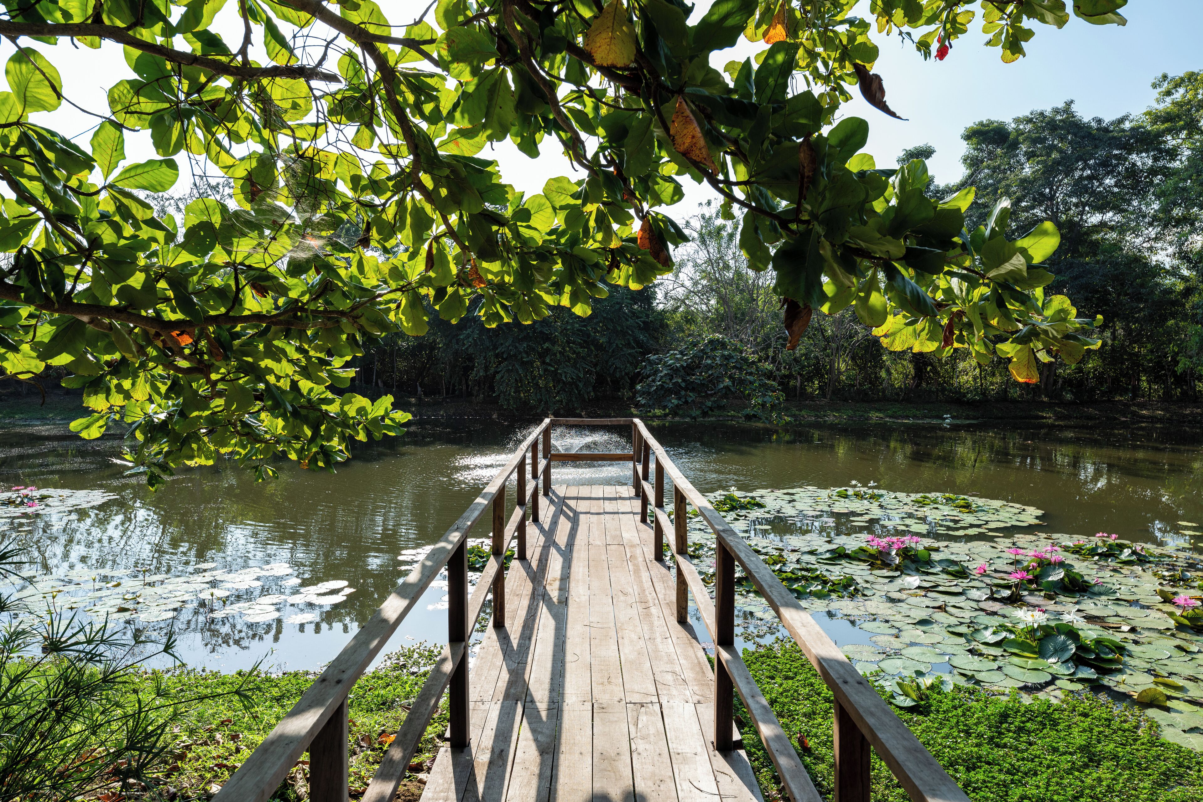 A wooden bridge over a pond with lily pads and a wooden railing.