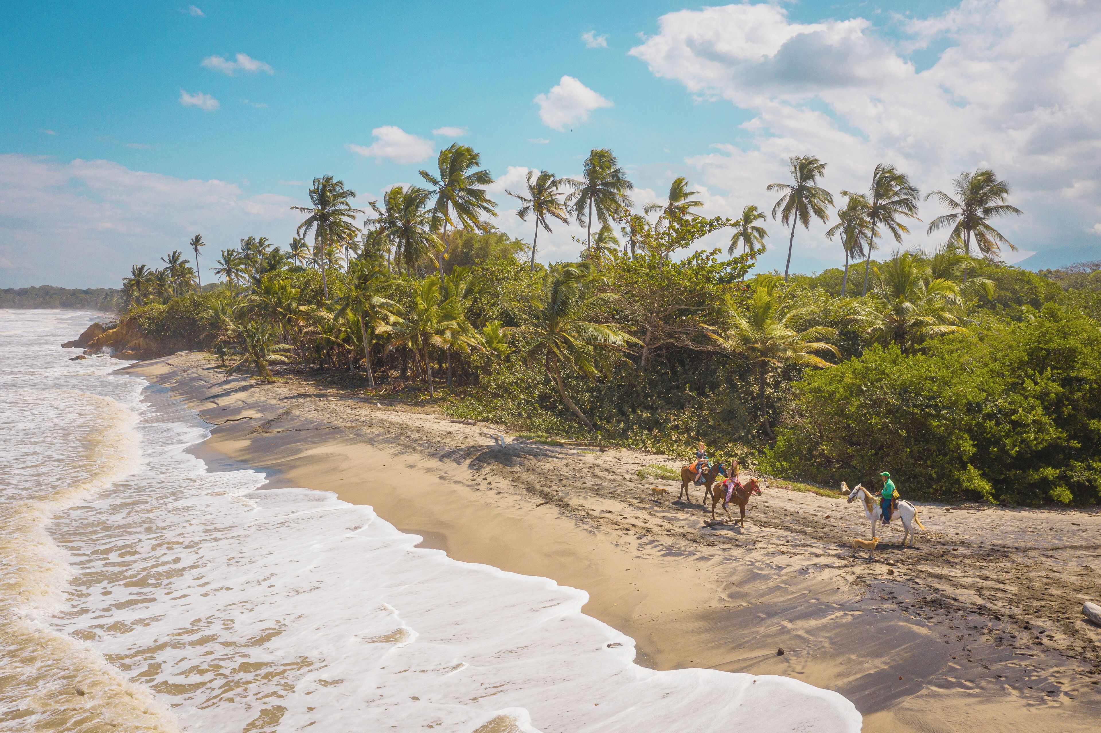 A beach with palm trees and a sandy shore.