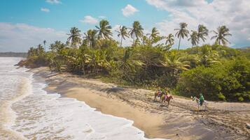 A beach with palm trees and a sandy shore.
