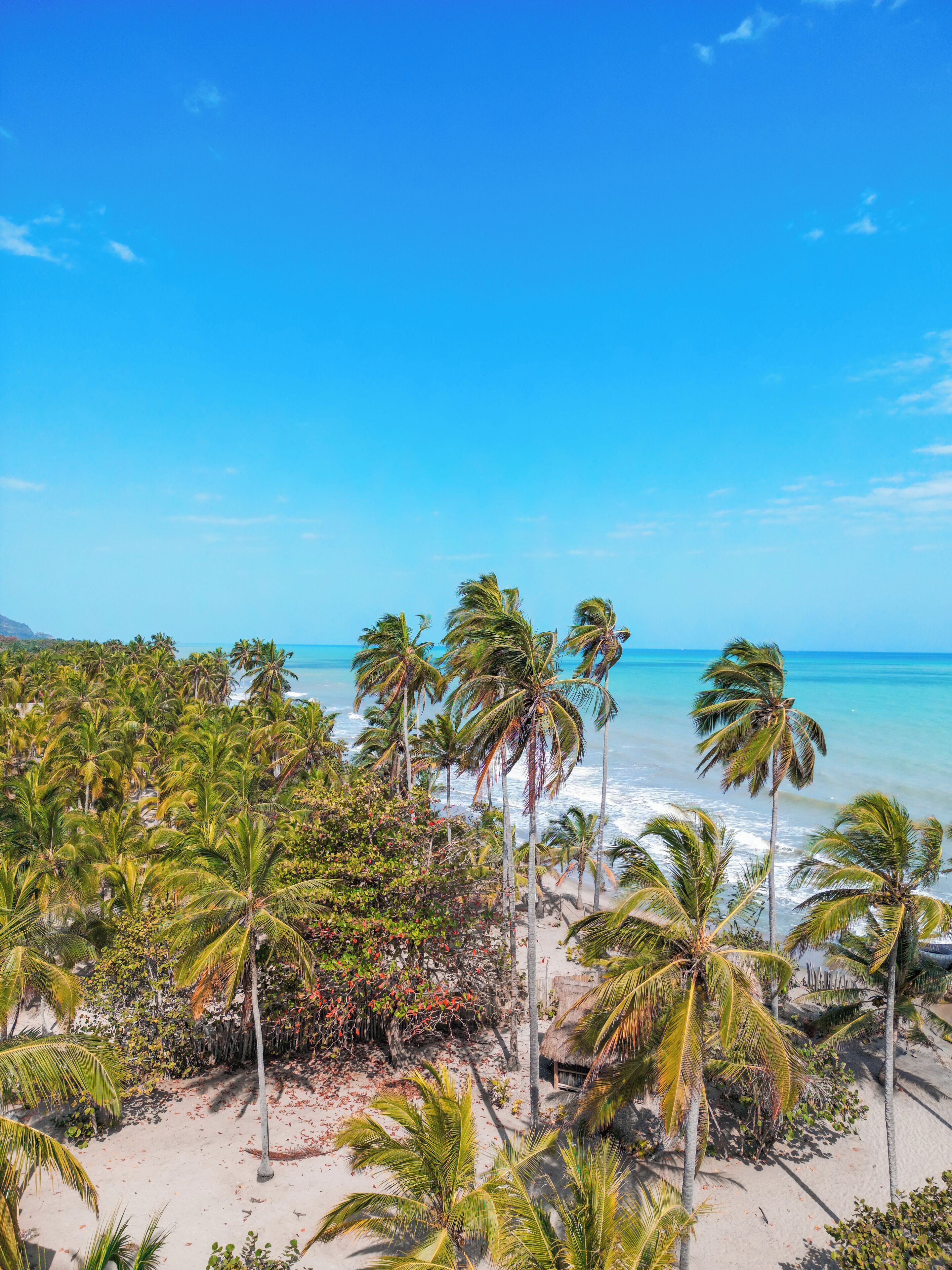 A beach with palm trees and a clear blue sky.