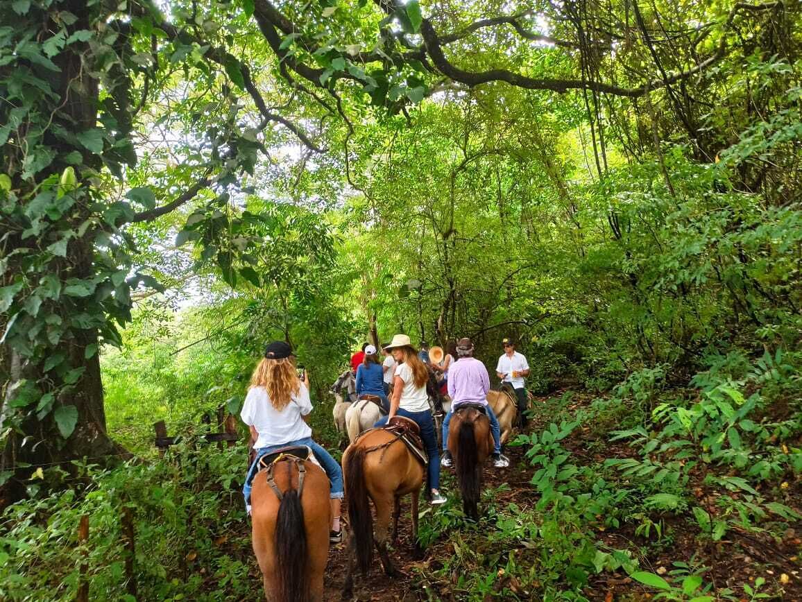 A group of people riding horses through a dense forest.