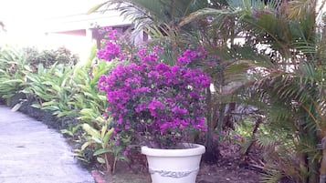 Jardim
