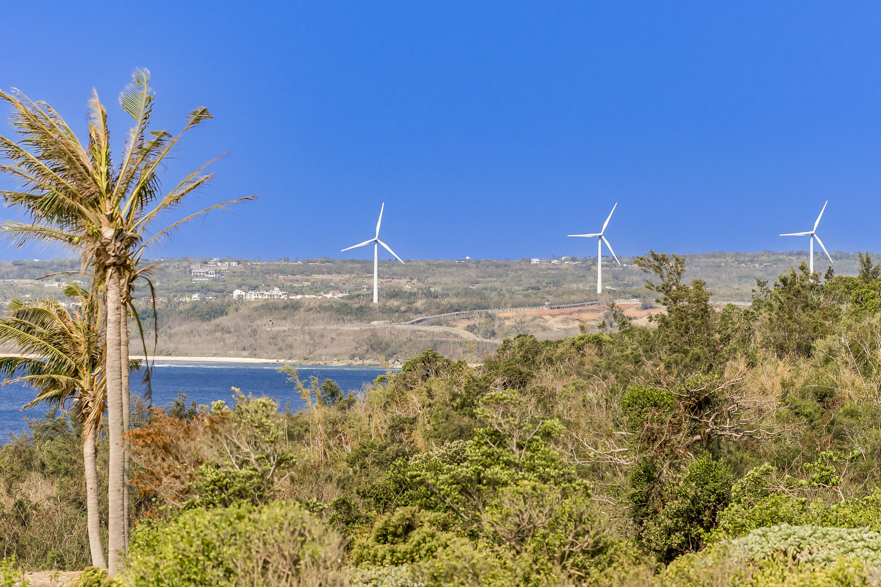 A coastal landscape with wind turbines and a palm tree.