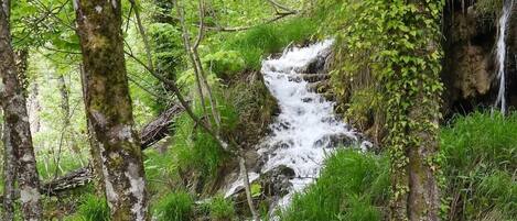 A natural waterfall in a forested area with dense greenery and trees.