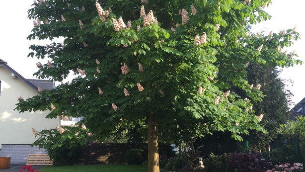 A tree with clusters of pink flowers in a well-maintained garden area with a lawn and a brick wall. - Hotel Garni Alt Refrath (Bergisch Gladbach)