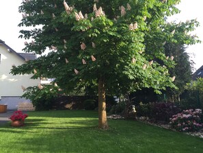 A tree with clusters of pink flowers in a well-maintained garden area with a lawn and a brick wall. - Hotel Garni Alt Refrath (Bergisch Gladbach)