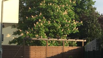 Ein von einer Mauer umgebenes Gebiet mit einem Baum und einer Topfpflanze.