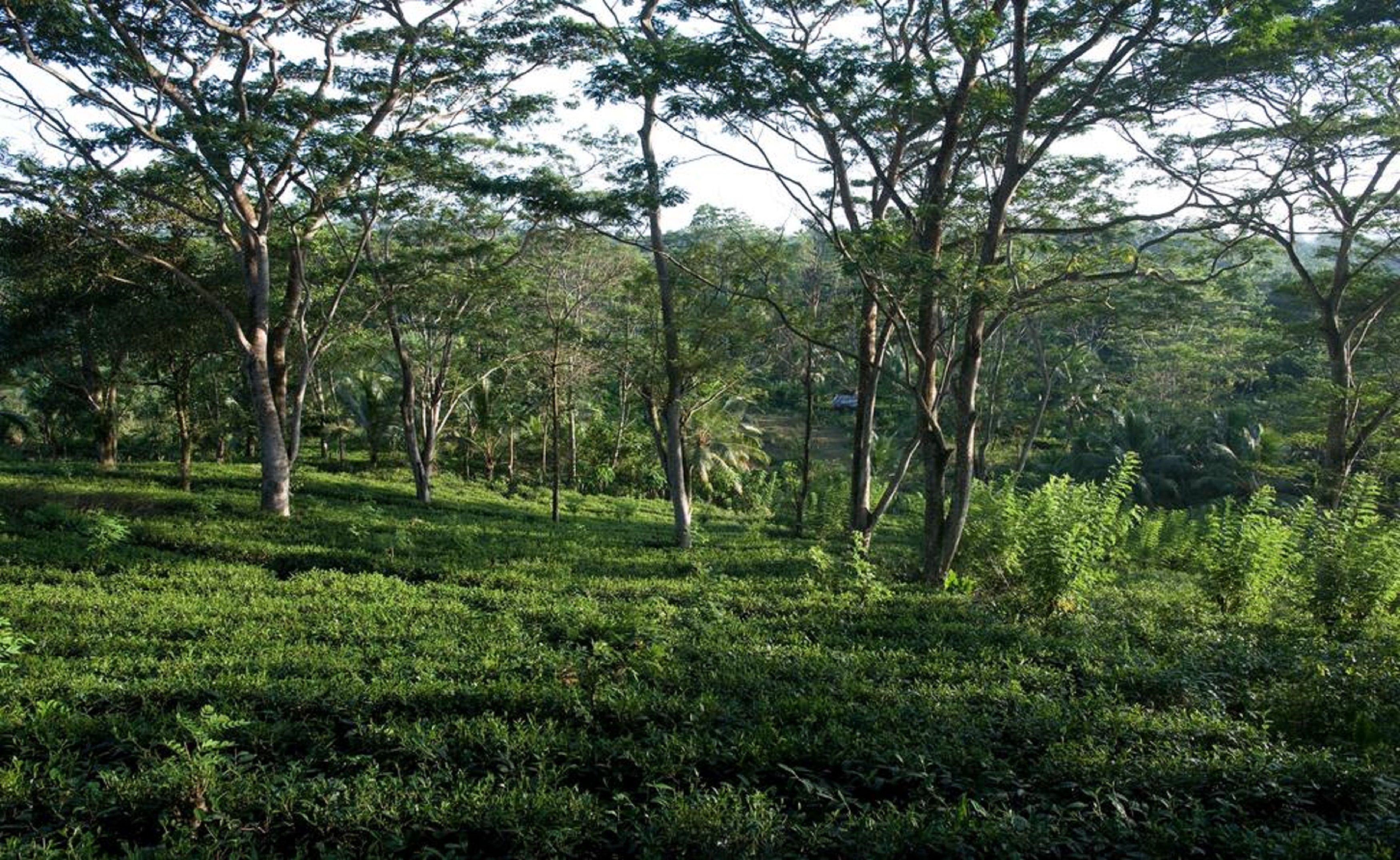 A lush green landscape with trees and a grassy area.