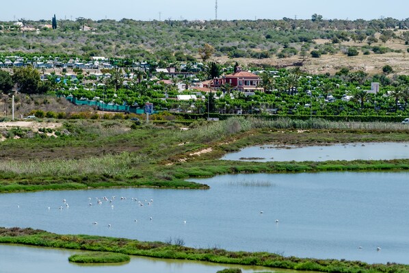 Zona residencial con casas, una gran masa de agua y cisnes.