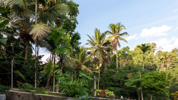 Una piscina infinita rectangular con una vista despejada de la exuberante vegetación y las palmeras circundantes.
