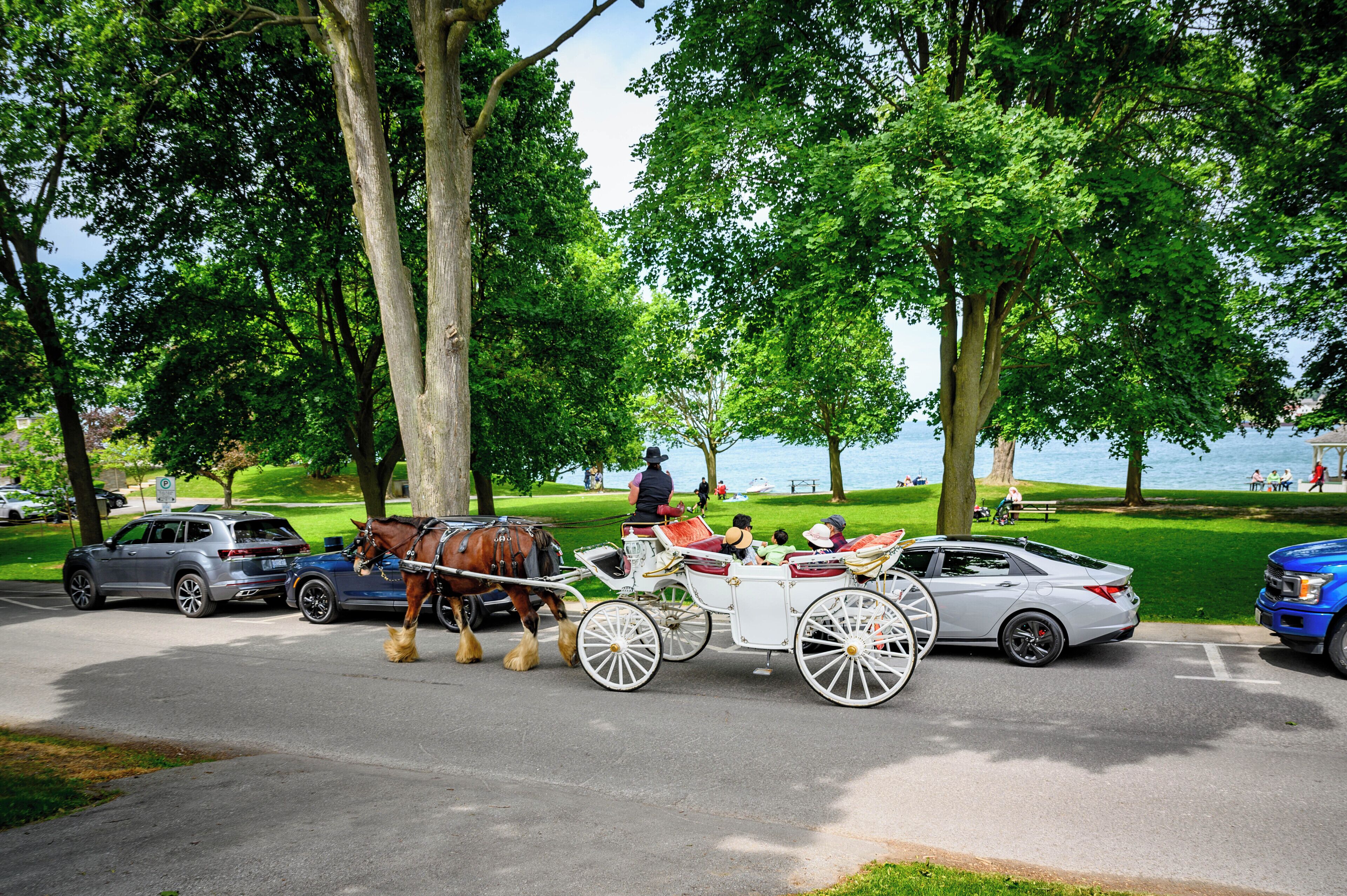 A horse-drawn carriage on a road with cars and a blue truck.