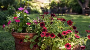 A garden with a variety of flowers in a terracotta pot. - Fiddler's Inn (Carlsbad)