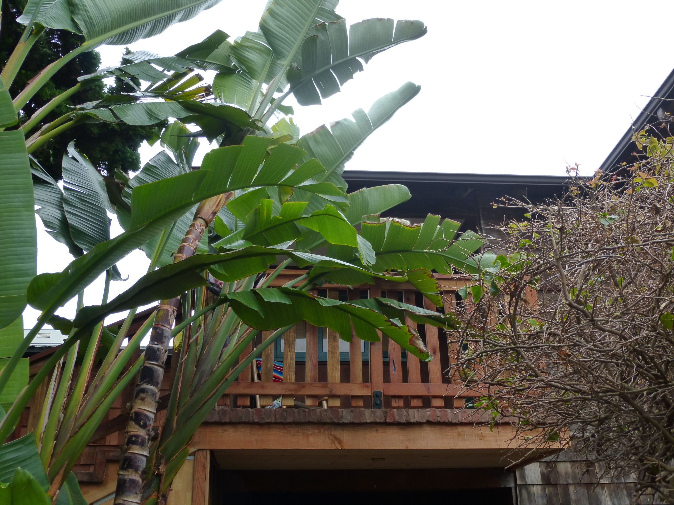 A building with a wooden balcony and large banana leaves in the foreground.
