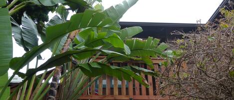 A building with a wooden balcony and large banana leaves in the foreground.