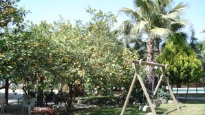A garden with a swing set, a palm tree, and a variety of shrubs.