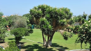 Un jardín bien cuidado con varios árboles y arbustos, un cielo despejado y una manguera visible.