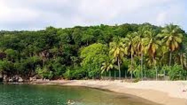 Ein Strand mit Palmen und blauem Himmel.