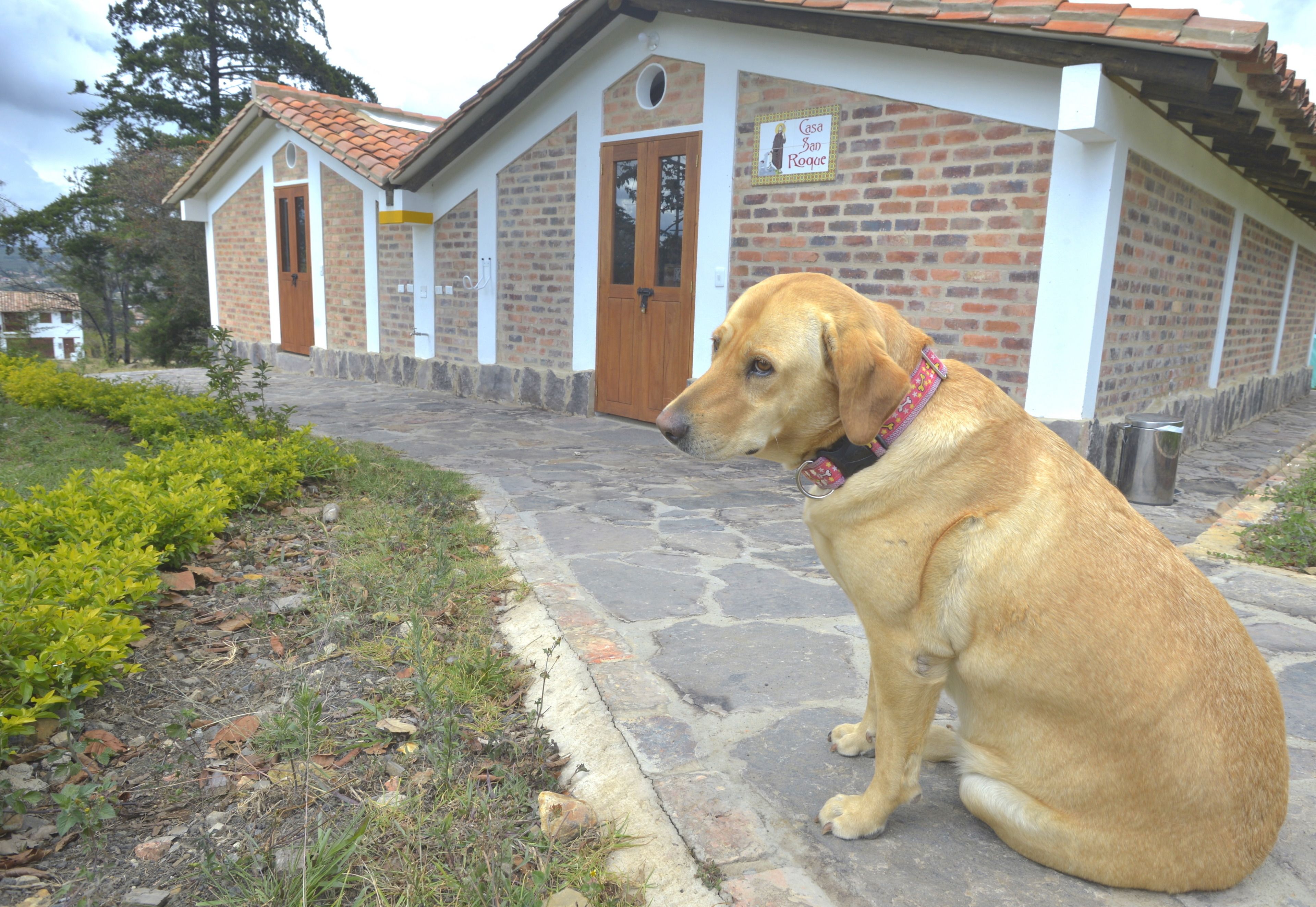 반려동물 동반 가능