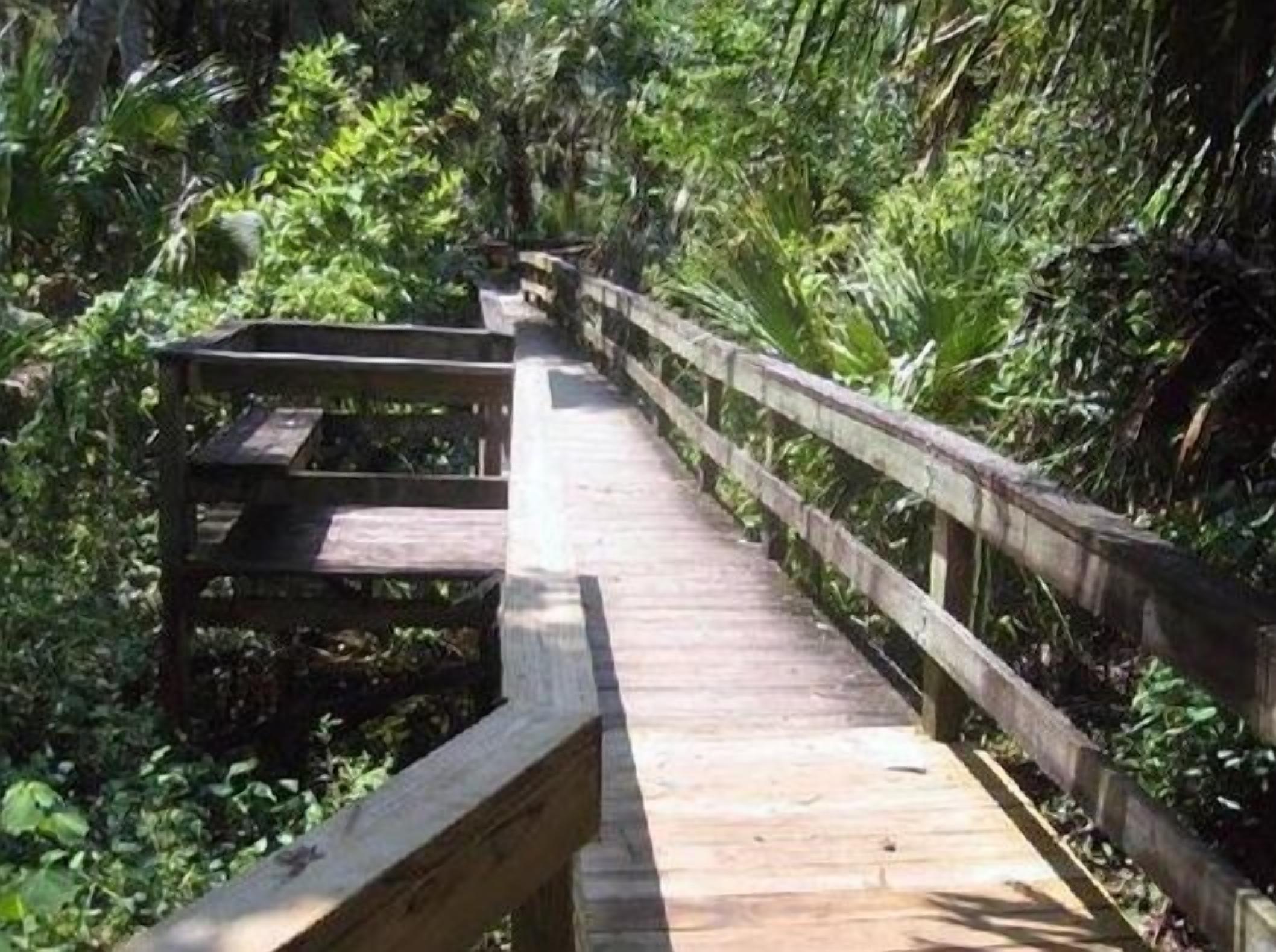 A wooden boardwalk through a dense, green forest.