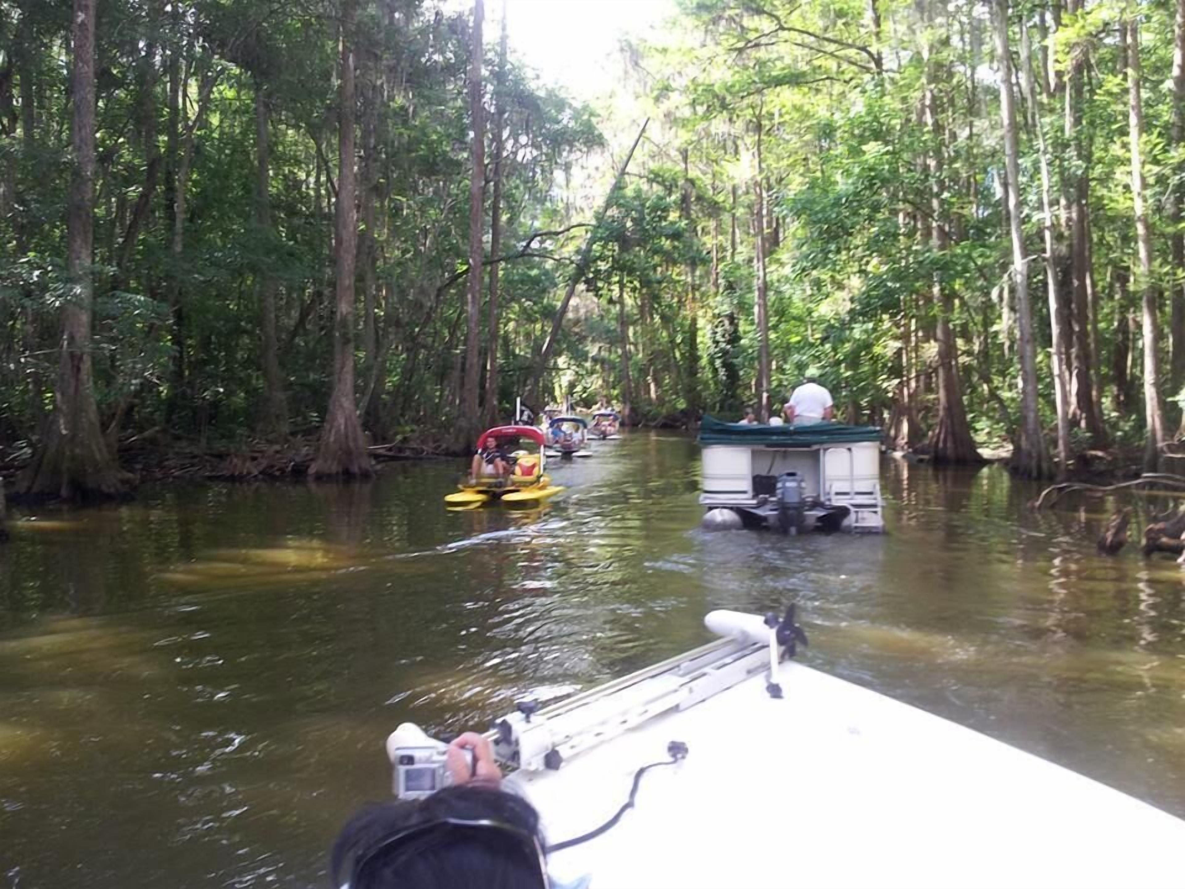 Un paseo en barco por una vía fluvial bordeada de frondosos árboles.