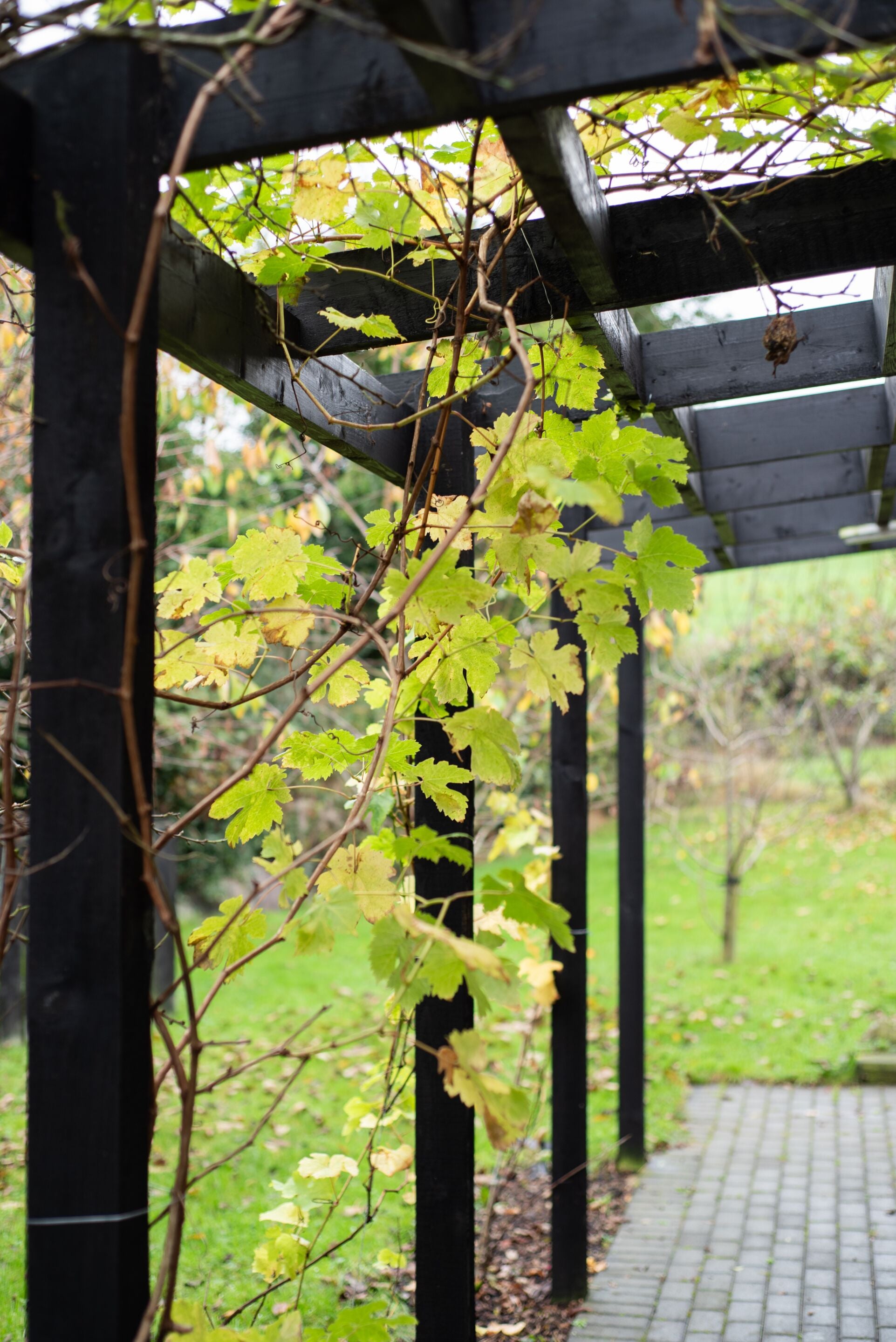 Una pérgola con enredaderas y un sendero de ladrillos al fondo.