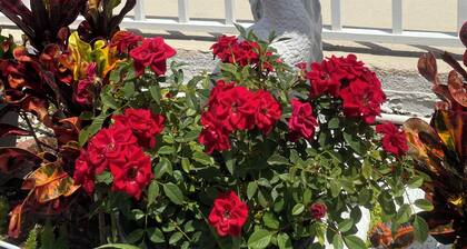 Maple Leaf Inn & Suites