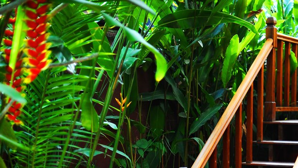 Una escalera de madera conduce a una terraza de madera rodeada de exuberante follaje y plantas en macetas.
