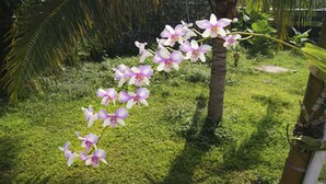 Vue sur le jardin