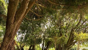 Un'area pranzo all'aperto con sedie e tavoli in vimini, un espositore per il menù e un grande albero che offre ombra.