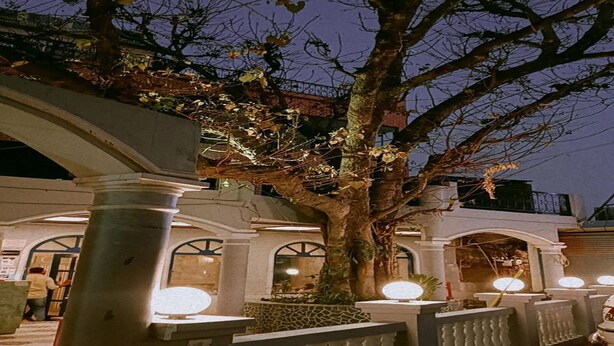 Un espace extérieur agrémenté d’un grand arbre, d’une balustrade blanche et d’un bâtiment doté de fenêtres en arc de cercle.