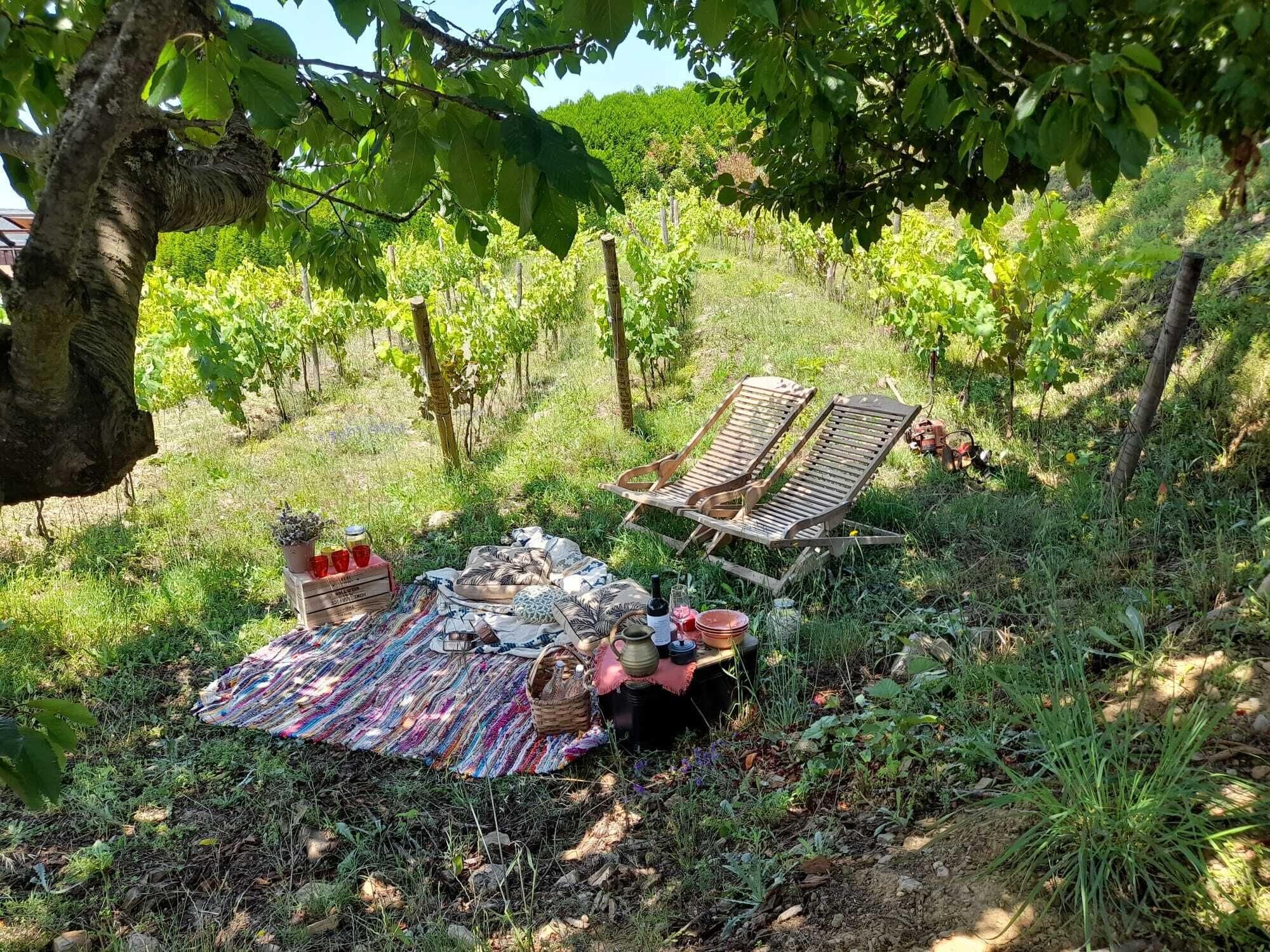 Viñedo con dos sillas de madera bajo un árbol, preparación para un picnic con mantas y una cesta.