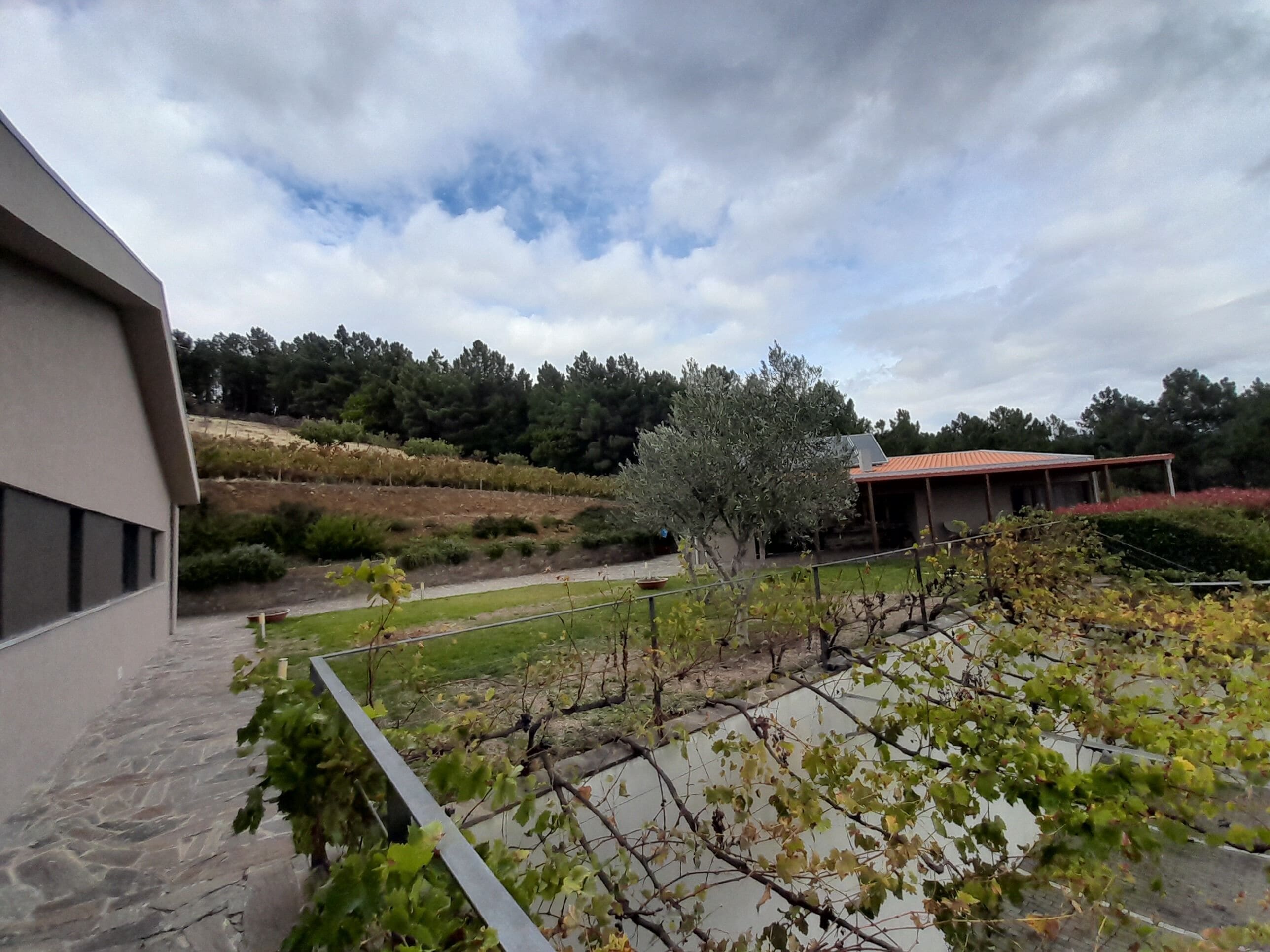 A vineyard with rows of grapevines, a building with a red roof, and a stone pathway.