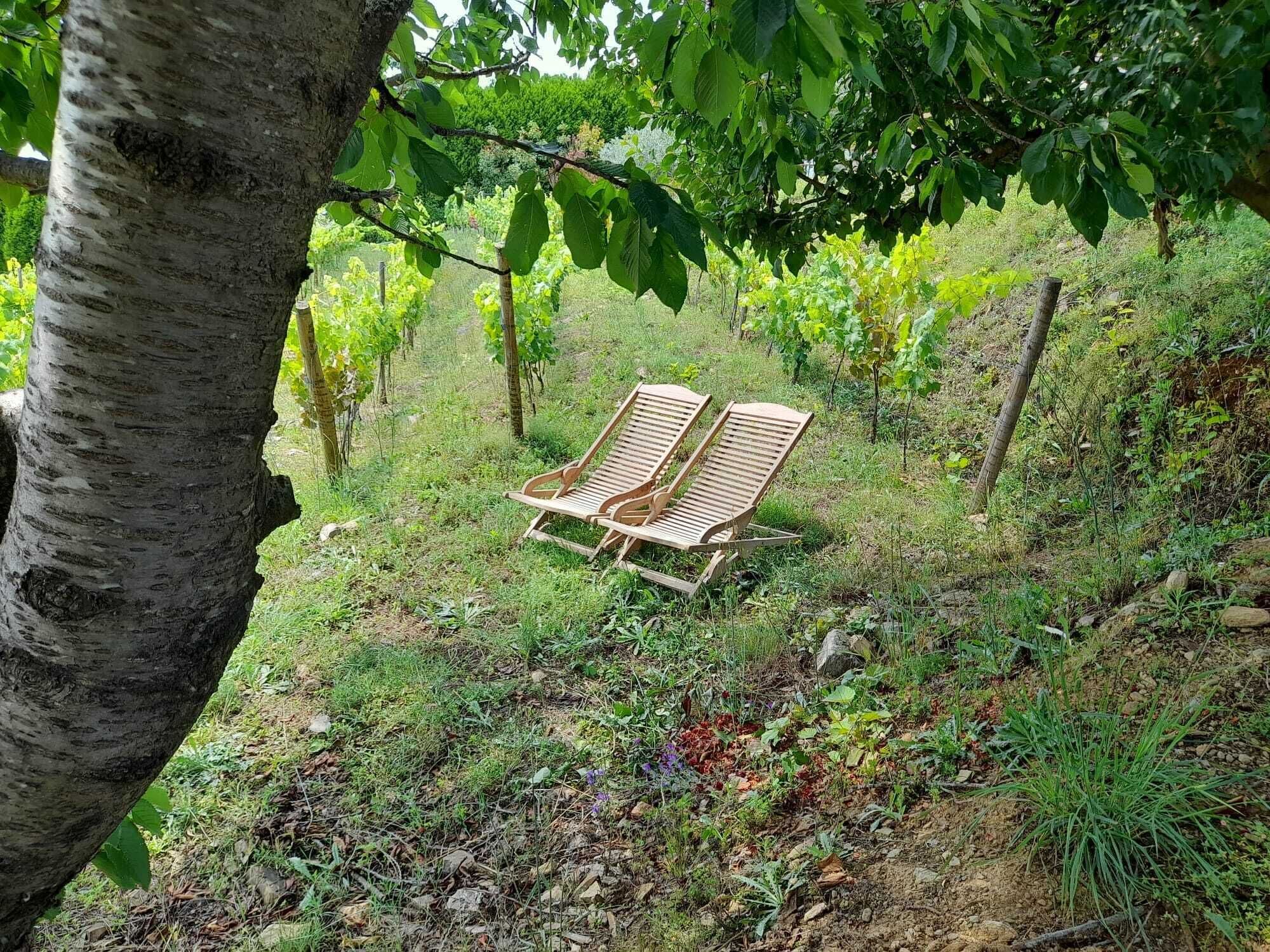 A wooden bench in a vineyard setting.