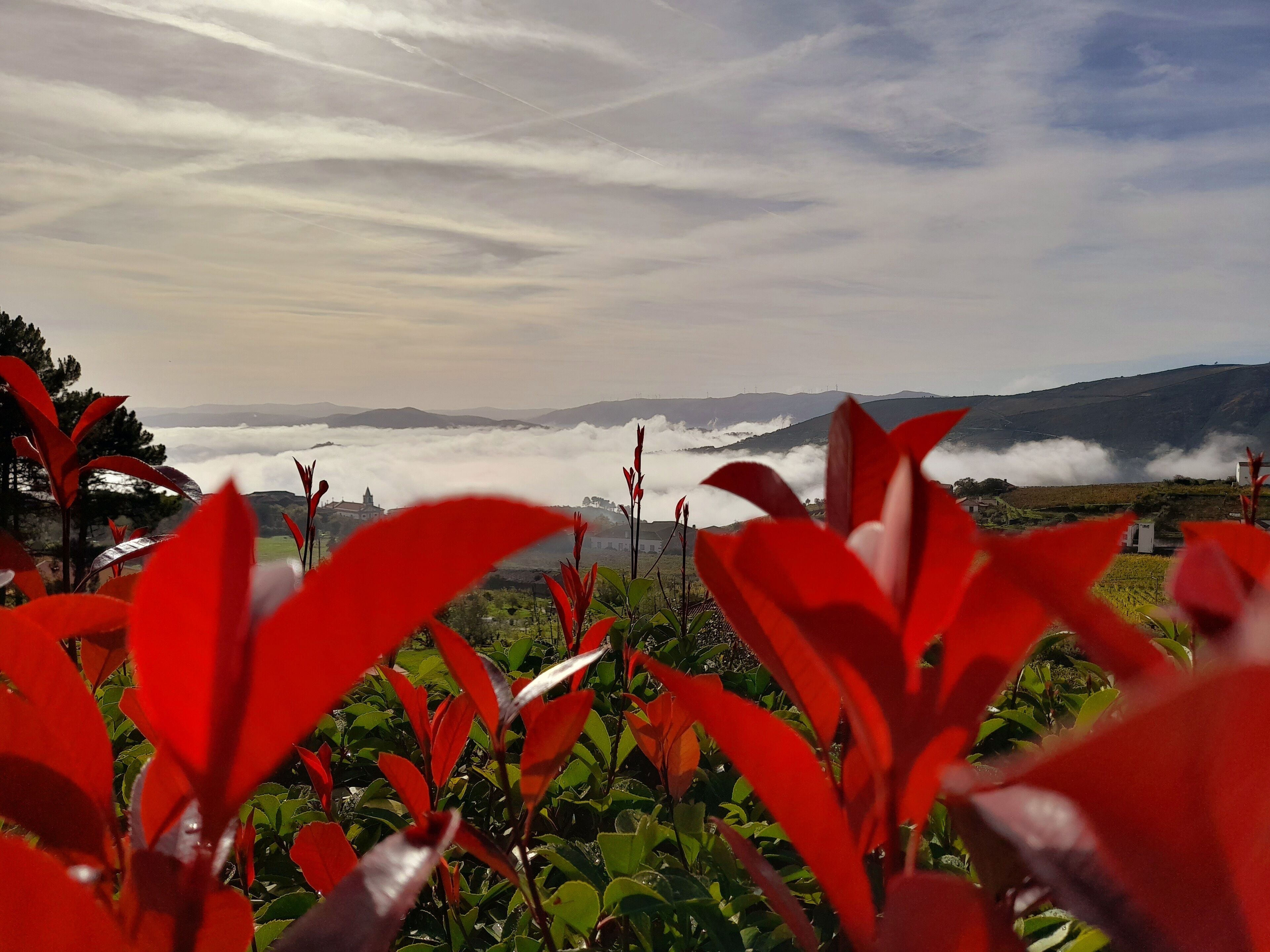 A landscape with red foliage in the foreground, a distant view of a town, and clouds above.