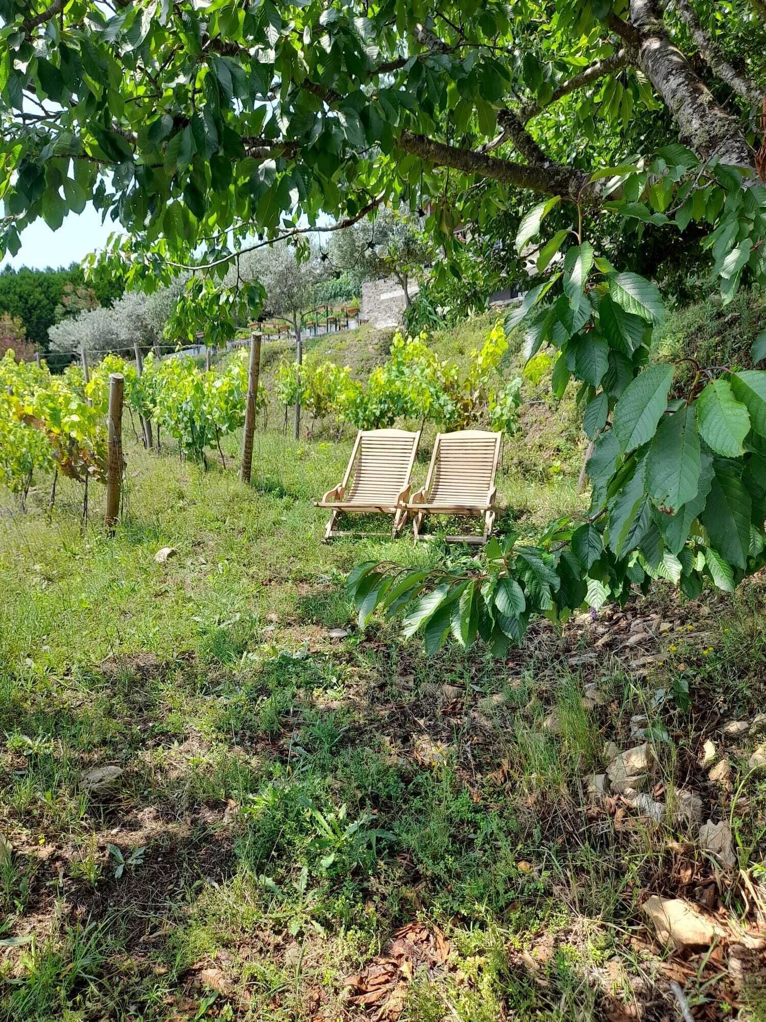 Viñedo con hileras de parras y dos sillas de madera bajo un árbol.