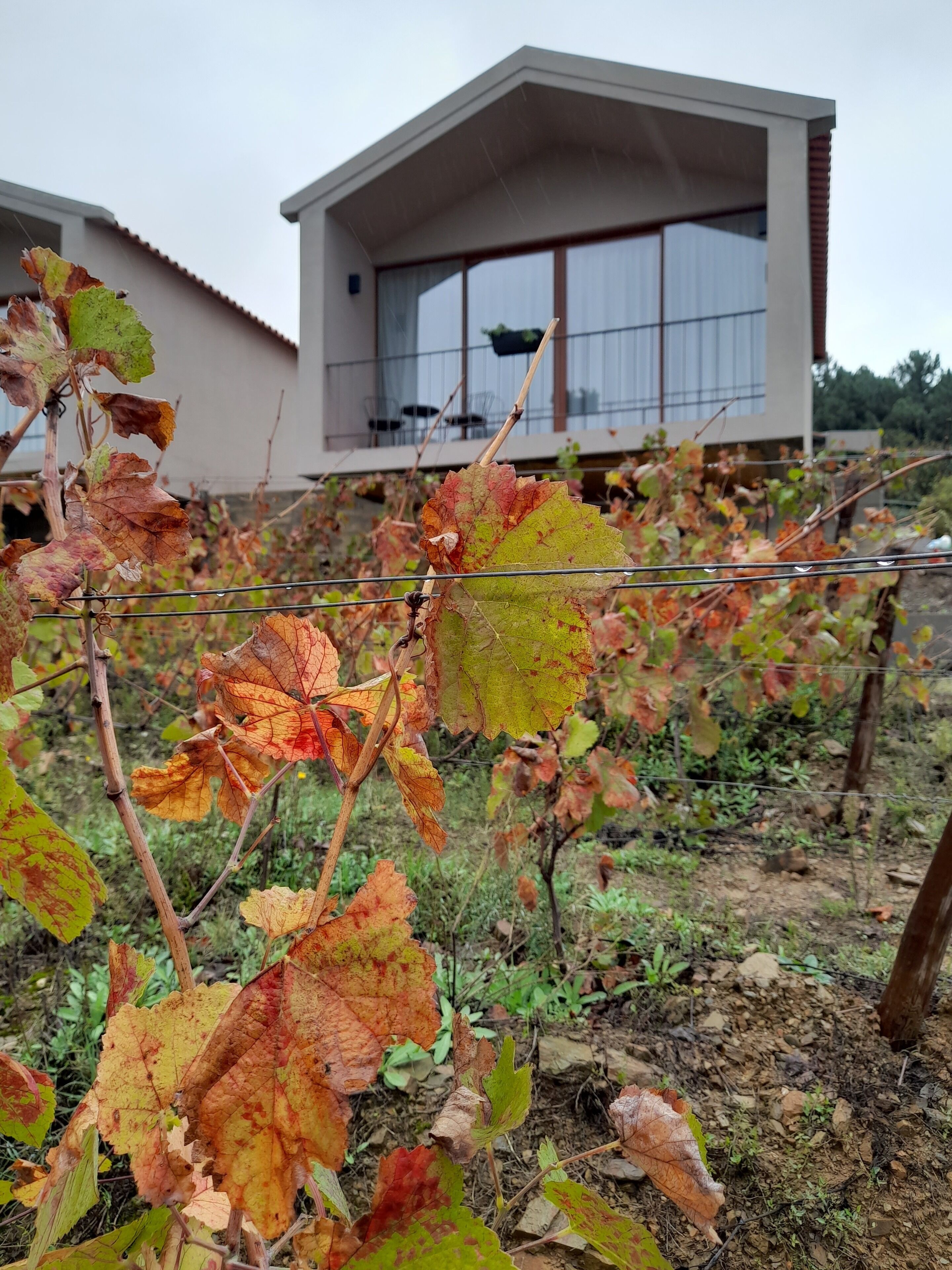 Un vigneto con viti e una casa moderna sullo sfondo, caratterizzata da ampie finestre.