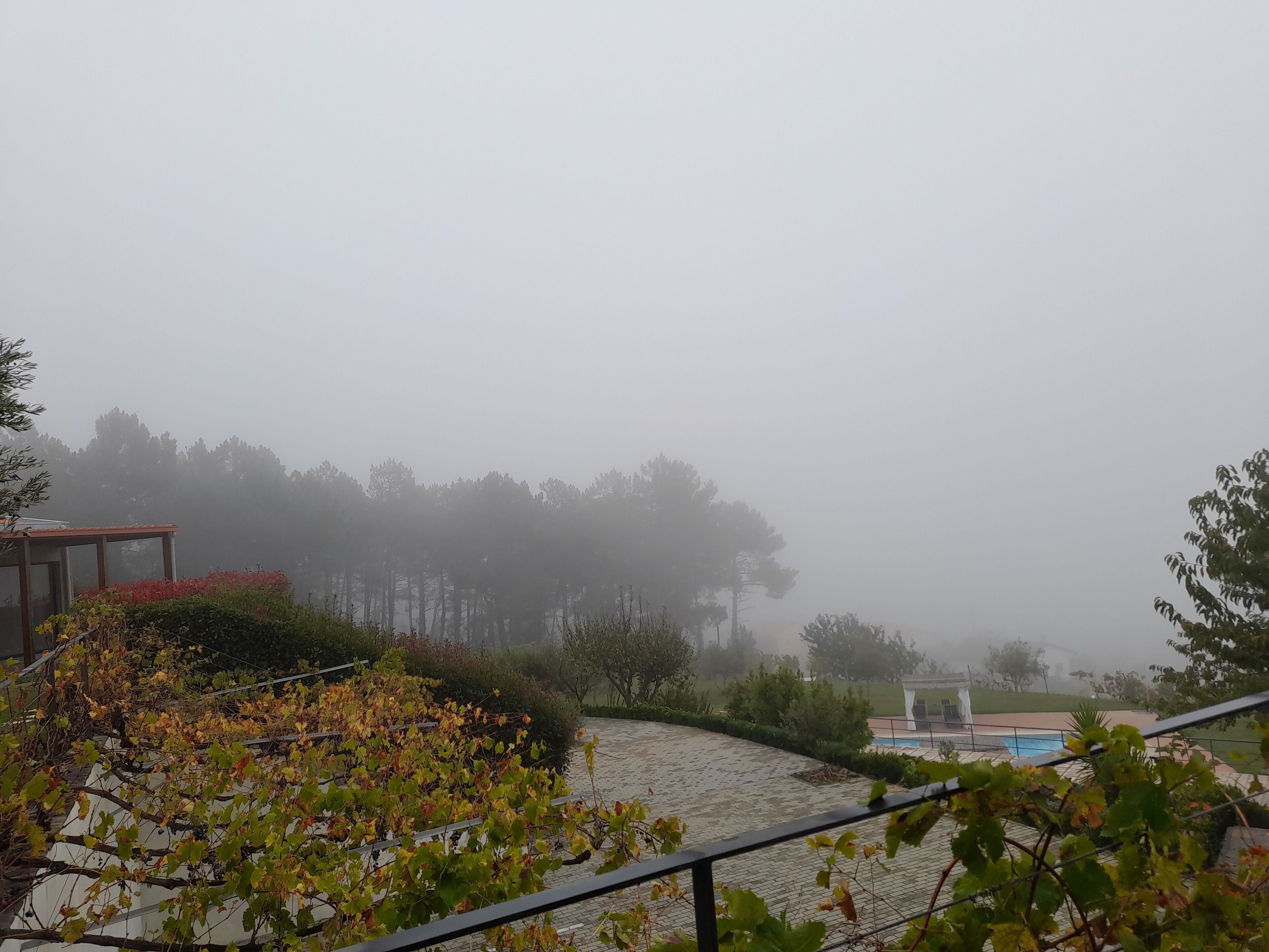 A foggy outdoor area with a pool, surrounded by greenery and trees.