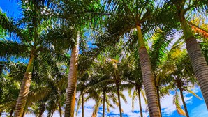 A tropical resort with palm trees, red buildings, and a cobblestone path. - Hotel Punta Franca (Punta Mala)