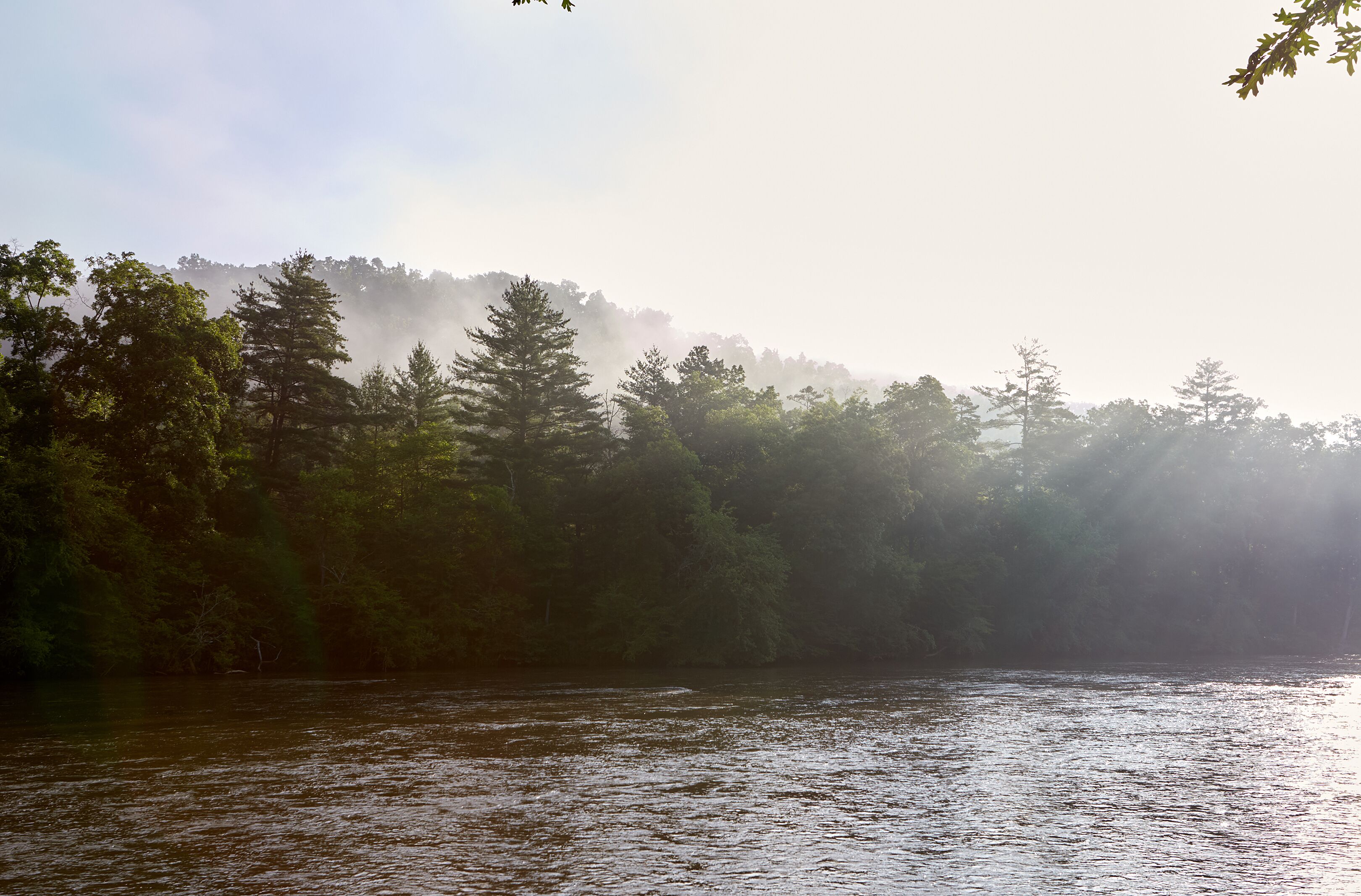 A river with dense forest on the banks.