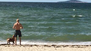 Escena de playa con una persona y un perro cerca de la orilla.