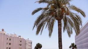 A tall palm tree in the foreground with a clear view of the sea and buildings in the background. - Vistamar I - MC Apartaments Ibiza (Ibiza Town)