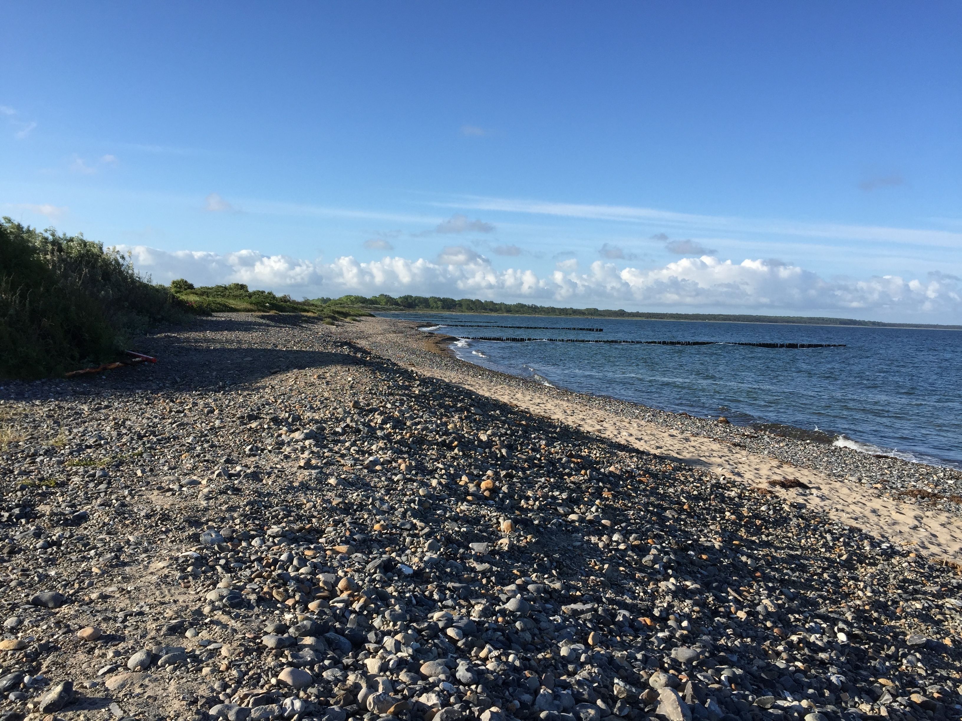 A pebbled beach with a clear sky and distant trees.
