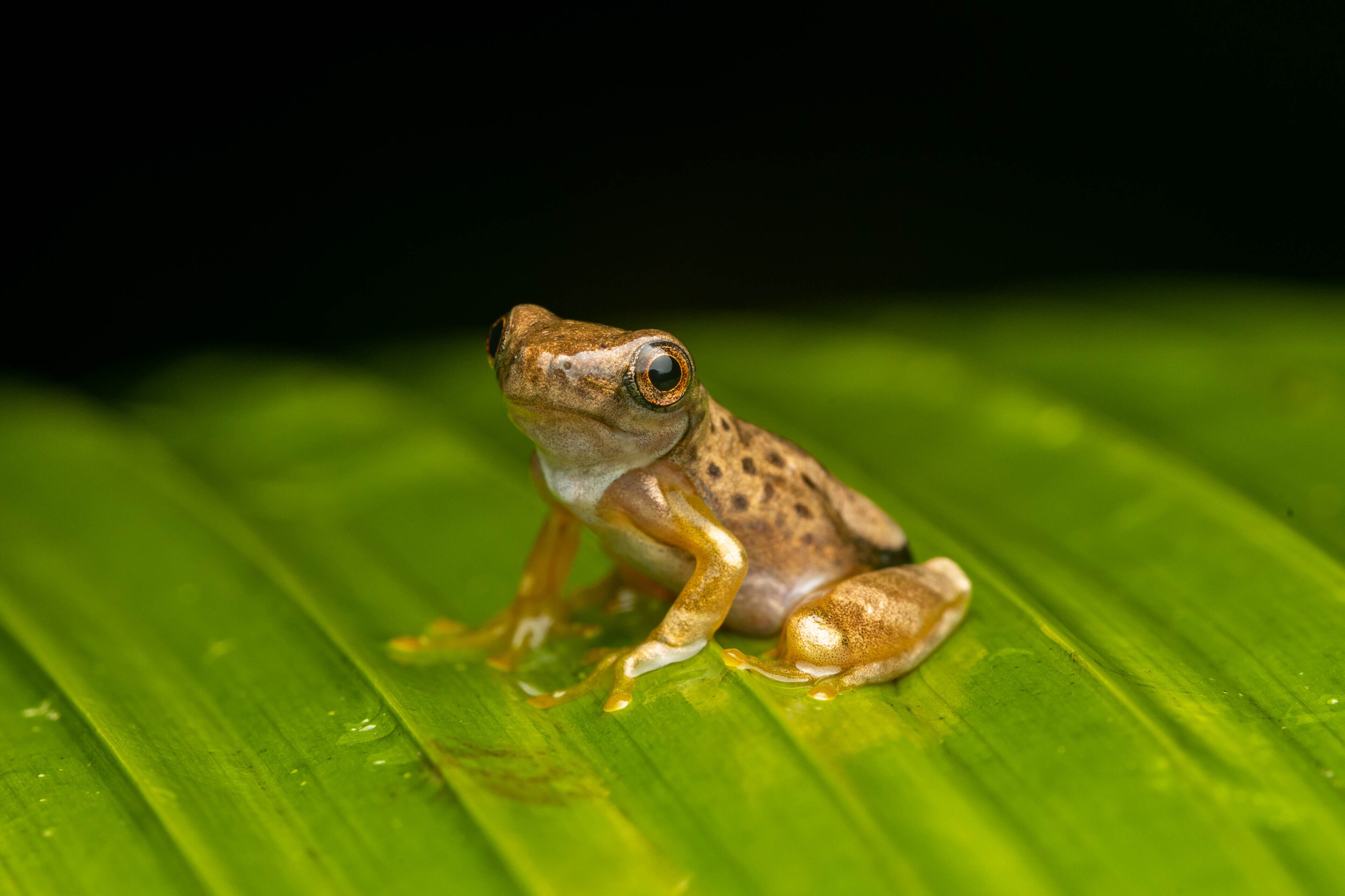 Una rana sobre una hoja verde.
