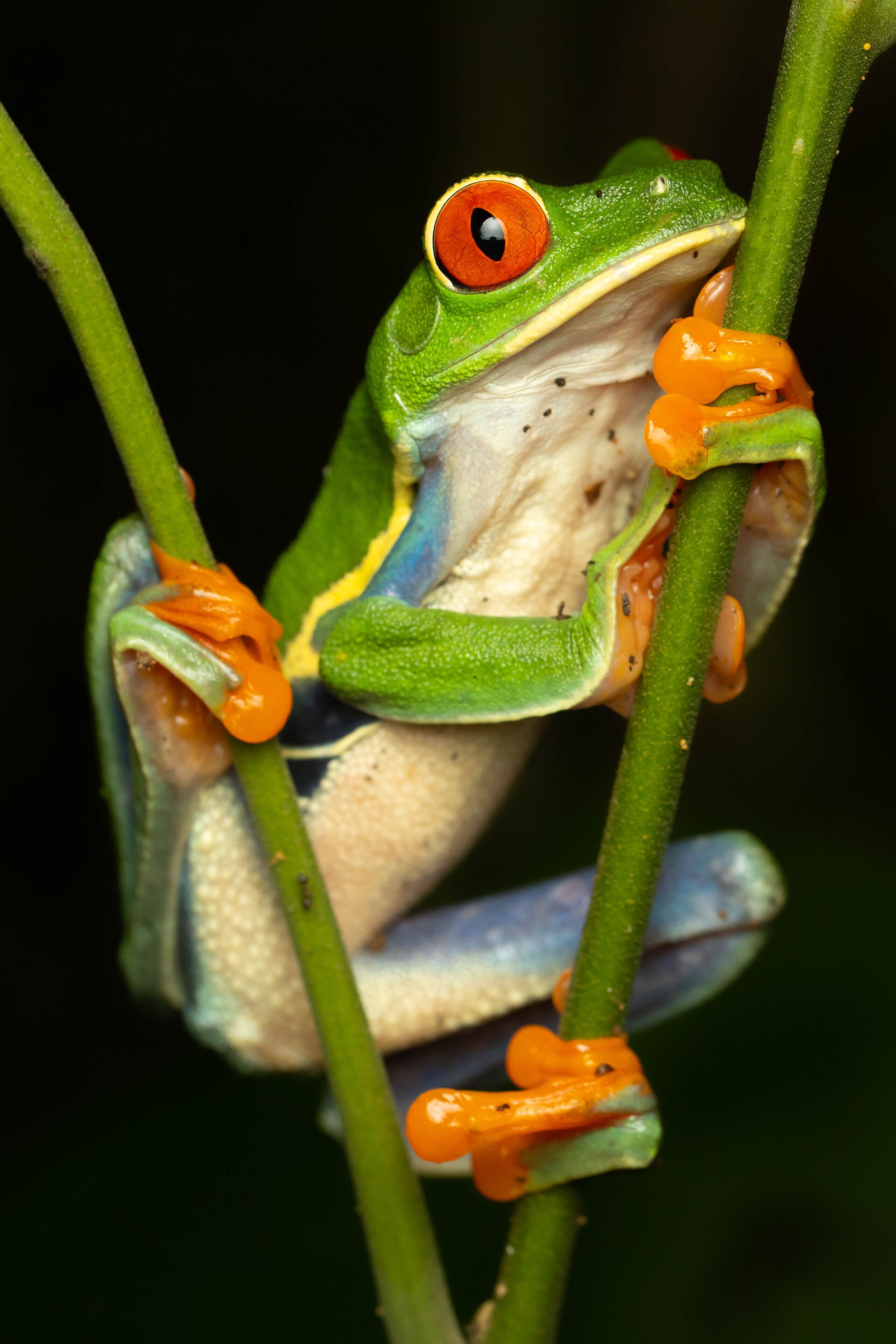A frog clinging to a green plant stem.