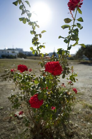 Un rosal con varias rosas rojas en un jardín.
